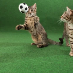 DÉCOWEB - Moquette d'extérieur verte sur plots - imitation gazon synthétique - rouleau de 4m x 38m