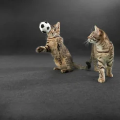 DÉCOWEB - Moquette d'extérieur sur plots - terrasse et balcon - gris anthracite - rouleau de 4m x 75m