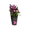 Dendrobium 'Bouquet Purple Rain' - Pot D 12cm - H 35cm