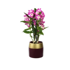 Dendrobium nobile - 2 tiges - Pot céramique D 12cm - H 50 cm