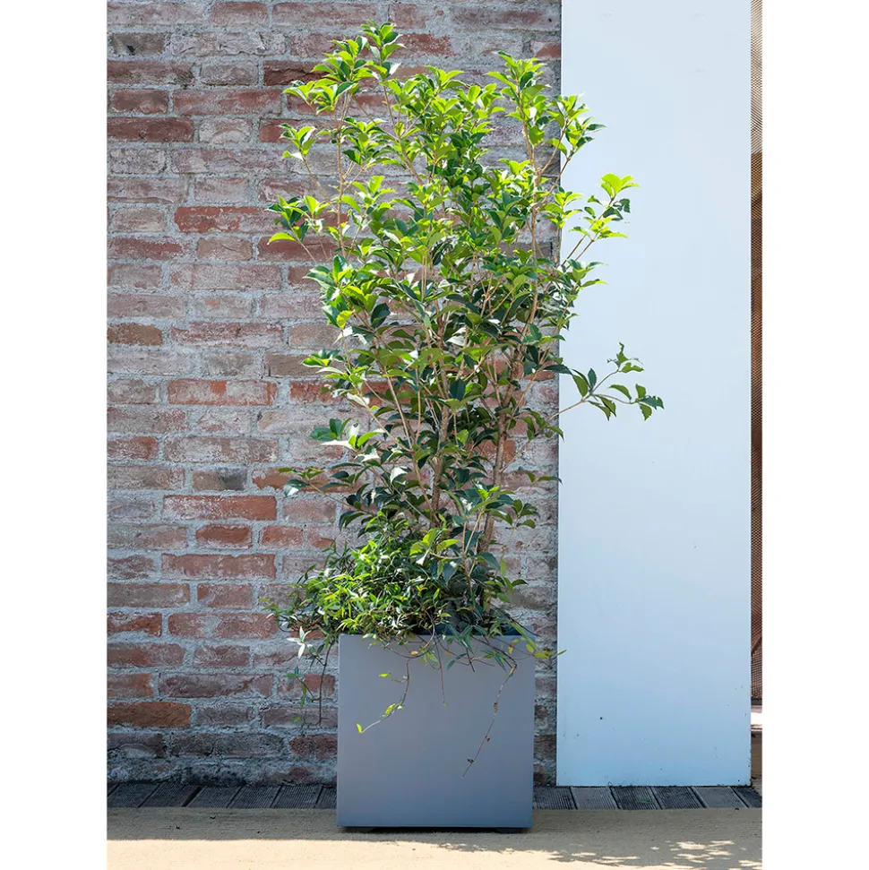 DEROMA - Bac cubo Millennium, à réserve d'eau, coloris ashgrey - L.39cm