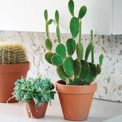 DEROMA - Pot Horticole en terre cuite Ø 21 x H. 19cm