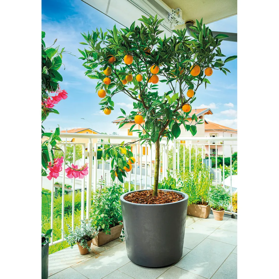 DEROMA - Pot Vaso Millennium, à réserve d'eau, coloris anthracite - D.59cm