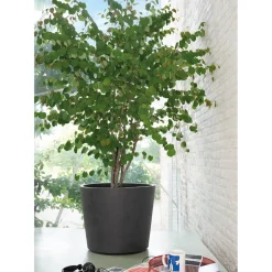 DEROMA - Pot Vaso Millennium, à réserve d'eau, coloris anthracite - D.59cm