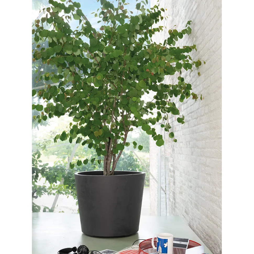 DEROMA - Pot Vaso Millennium, à réserve d'eau, coloris anthracite - D.59cm