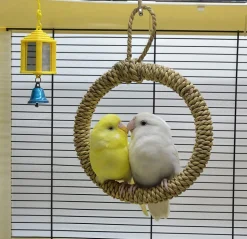 DOWNYPAWS - Balançoire à anneau en paille pour perroquet - support pour cage à oiseaux hamac à poteau