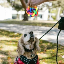 DOWNYPAWS - Balle jouet pour chat-avec cloche-lot de trois boules cloches arc-en-ciel de 6 cm