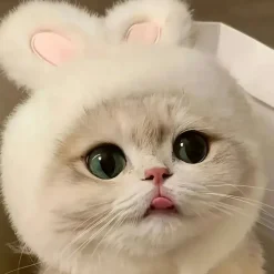 DOWNYPAWS - Chapeau de chat avec oreilles de lapin de pâques