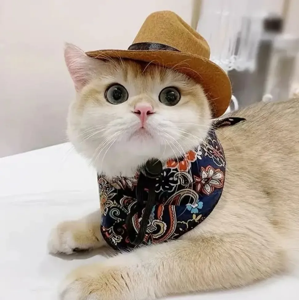 DOWNYPAWS - Chapeau de cowboy pour chat, idéal pour photos