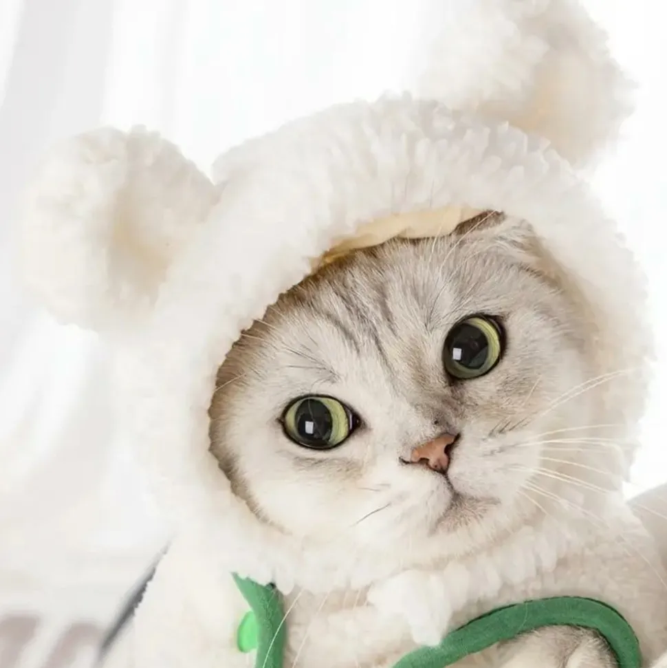 DOWNYPAWS - Chapeau ours pour animaux de compagnie, col règlable