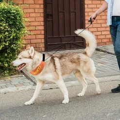 DOWNYPAWS - Collier et laisse intégrés - longueur de corde 100 cm - convient aux chiens de taille moyenne et grande