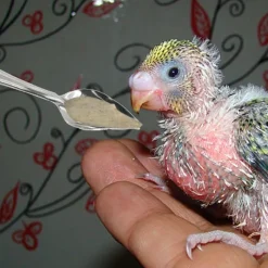 DOWNYPAWS - Cuillère à nourrir - métal pour pivoine perruches conures