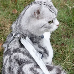 DOWNYPAWS - Ensemble de laisse pour chat s