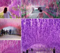 DOWNYPAWS - Fleurs de glycine artificielles, 12 tiges, violet clair