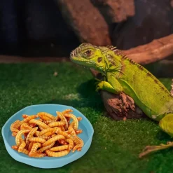 DOWNYPAWS - Gamelles à eau - lot de 4, motif dragon barbu, peu profond et plat, plastique