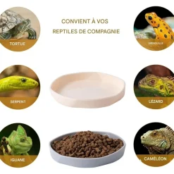 DOWNYPAWS - Gamelles à eau - lot de 4, motif dragon barbu, peu profond et plat, plastique