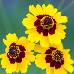 DOWNYPAWS - Graines de chrysanthemum montagnard à deux couleurs (jaune et rouge) 5 paquets