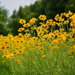 DOWNYPAWS - Graines de chrysanthemum montagnard à deux couleurs (jaune et rouge) 5 paquets