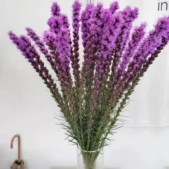 DOWNYPAWS - Graines de fleurs liatris spicata rose environ 257 grains * 5 sachets