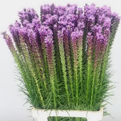 DOWNYPAWS - Graines de fleurs liatris spicata rose environ 257 grains * 5 sachets