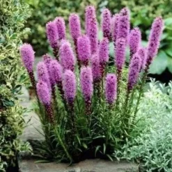 DOWNYPAWS - Graines de fleurs liatris spicata rose environ 257 grains * 5 sachets
