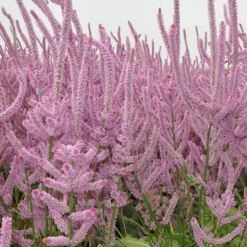 DOWNYPAWS - Graines de fleurs limonium sinuatum rose environ 1100 grains * 5 sachets