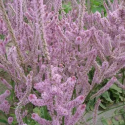 DOWNYPAWS - Graines de fleurs limonium sinuatum rose environ 1100 grains * 5 sachets