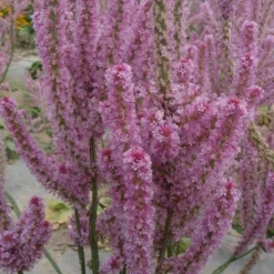 DOWNYPAWS - Graines de fleurs limonium sinuatum rose environ 1100 grains * 5 sachets