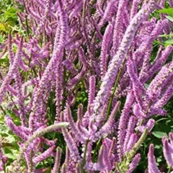 DOWNYPAWS - Graines de fleurs limonium sinuatum rose environ 1100 grains * 5 sachets