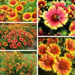 DOWNYPAWS - Graines de fleurs, graines d'gaillardia aristata à deux couleurs environ 220 graines par paquet, 5 paquets