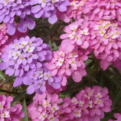 DOWNYPAWS - Graines de fleurs iberis umbellata couleurs mélangées environ 330 grains * 5 sachets