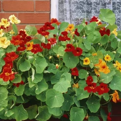 DOWNYPAWS - Graines de fleurs capucine multicolores, environ 7 - 10 graines par paquet, 5 paquets