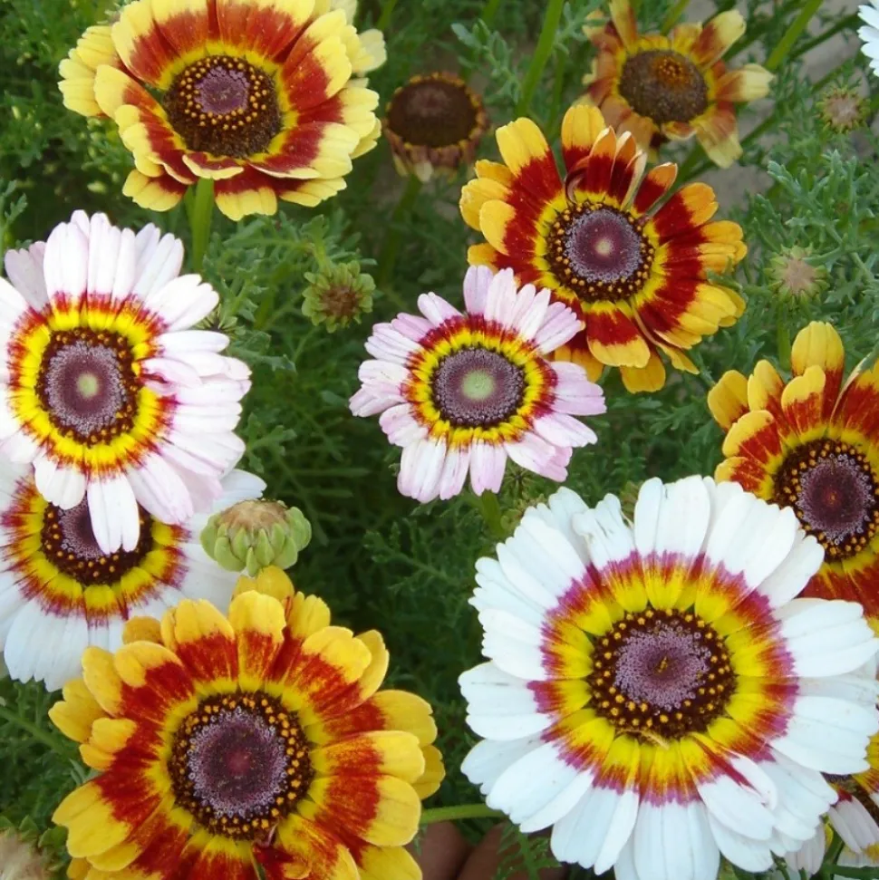 DOWNYPAWS - Graines de fleurs chrysantème annuel mixte, environ 400 graines par paquet, 5 paquets