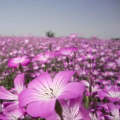 DOWNYPAWS - Graines de fleurs agrostemma githago rose-violet environ 100 grains * 5 sachets