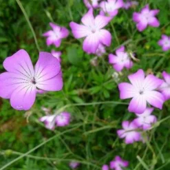 DOWNYPAWS - Graines de fleurs agrostemma githago rose-violet environ 100 grains * 5 sachets