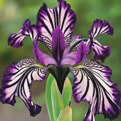 DOWNYPAWS - Graines de fleurs orchidée à rayures violet 100 grains * 5 sachets