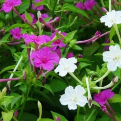 DOWNYPAWS - Graines de fleurs mirabilis jalapa couleurs mélangées environ 10 grains * 5 sachets