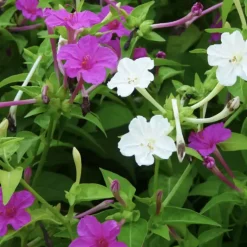 DOWNYPAWS - Graines de fleurs mirabilis jalapa couleurs mélangées environ 10 grains * 5 sachets