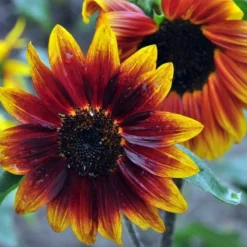 DOWNYPAWS - Graines de fleurs, graines de tournesol multicolore, environ 40 graines par paquet, 5 paquets