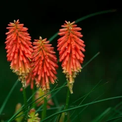 DOWNYPAWS - Graines de fleurs, graines de tritome à fleurs rouge et jaune, environ 320 graines par paquet, 5 paquets