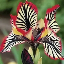 DOWNYPAWS - Graines de fleurs orchidée à rayures rouge 100 grains * 5 sachets