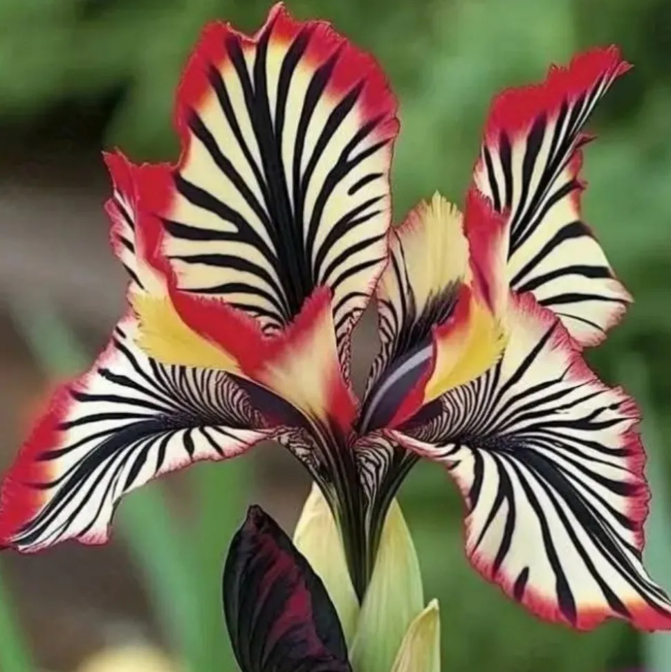 DOWNYPAWS - Graines de fleurs orchidée à rayures rouge 100 grains * 5 sachets