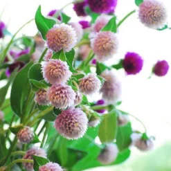 DOWNYPAWS - Graines de fleurs gomphrena globosa couleurs mélangées environ 200 grains * 5 sachets