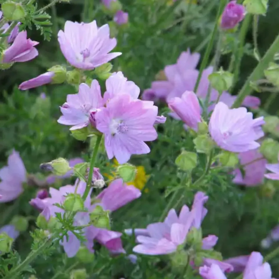 DOWNYPAWS - Graines de fleurs malope trifida rose environ 250 grains * 5 sachets