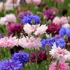 DOWNYPAWS - Graines de fleurs, graines de centaurea cyanus mélangées, environ 180 graines par paquet, 5 paquets