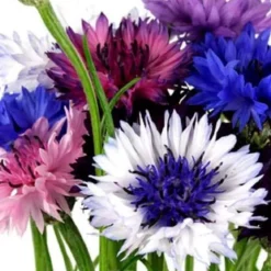 DOWNYPAWS - Graines de fleurs, graines de centaurea cyanus mélangées, environ 180 graines par paquet, 5 paquets