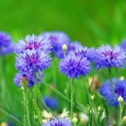 DOWNYPAWS - Graines de fleurs, graines de centaurea cyanus mélangées, environ 180 graines par paquet, 5 paquets