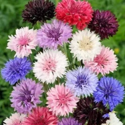 DOWNYPAWS - Graines de fleurs, graines de centaurea cyanus mélangées, environ 180 graines par paquet, 5 paquets