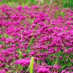 DOWNYPAWS - Graines de fleurs, graines de silène armeria violettes, environ 2000 graines par paquet, 5 paquets