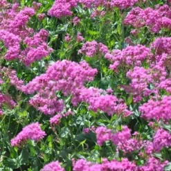 DOWNYPAWS - Graines de fleurs, graines de silène armeria violettes, environ 2000 graines par paquet, 5 paquets